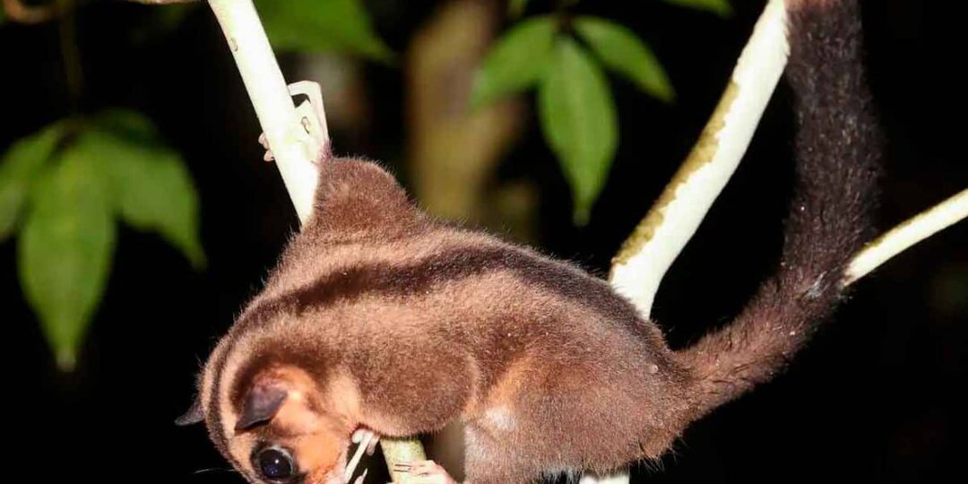 В Новой Гвинее нашли животных, считавшихся вымершими шесть тысяч лет назад