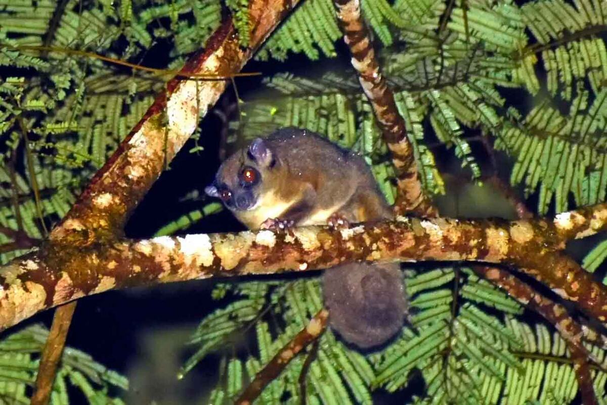    Кольцехвостый планер (Tous ayamaruensis) / © Dewa