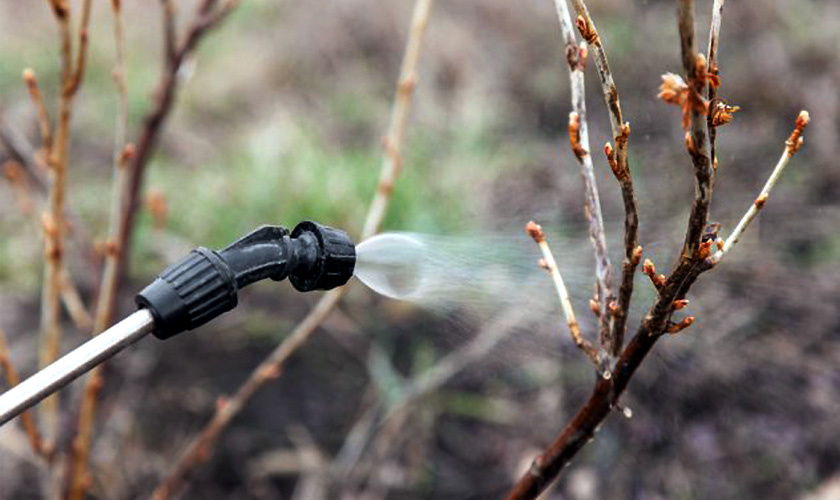 Чем обработать сад при потеплении весной: половина средств непригодна, а вторая спасительна