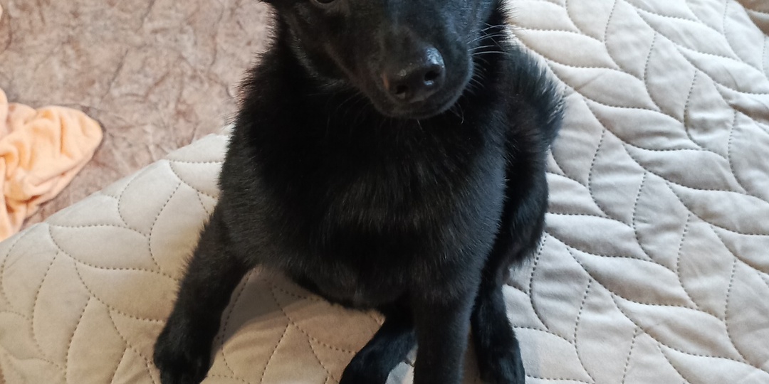 7 причин полюбить мелких собак. Аргументы "за" миниатюрных питомцев и мифы о них.