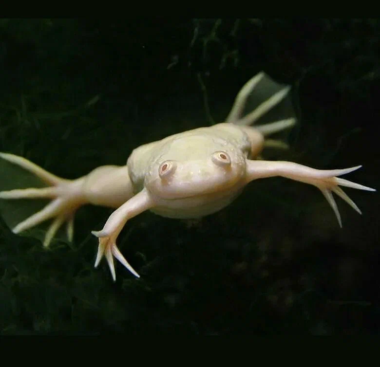 Шпорцевая лягушка (фото из интернета)