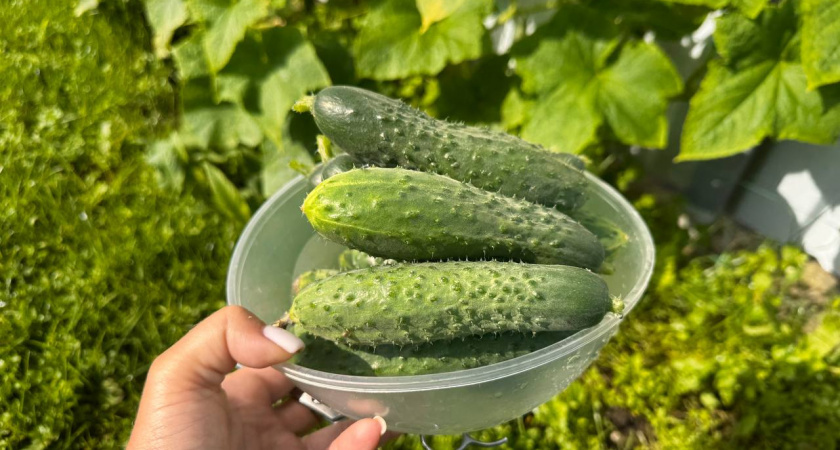    Первый городской канал Калининград