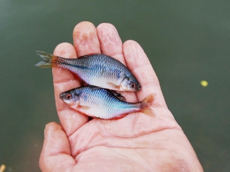 Вместо леща и воблы – горчак (Фото: Яншевского Андрея)