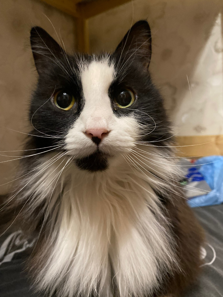 Потомственный москвич Дон Тихон встречает Вас.