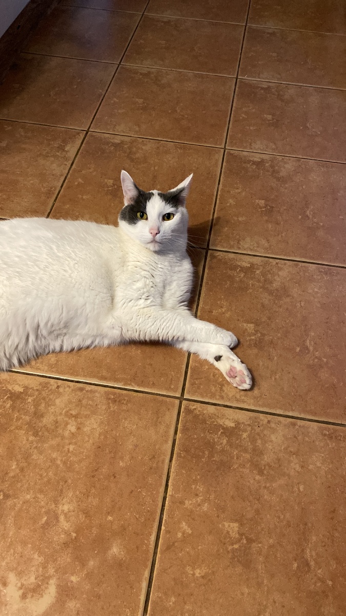 Кот - как катализатор «нормальности» человека.