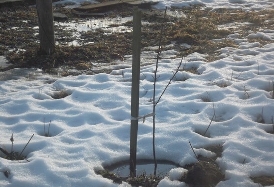 Фотография автора