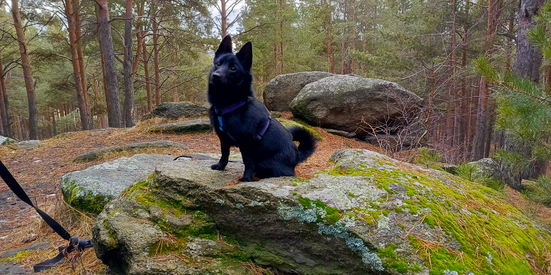 Как воспитывать собаку без грубости: секреты эмпатичной дрессировки
