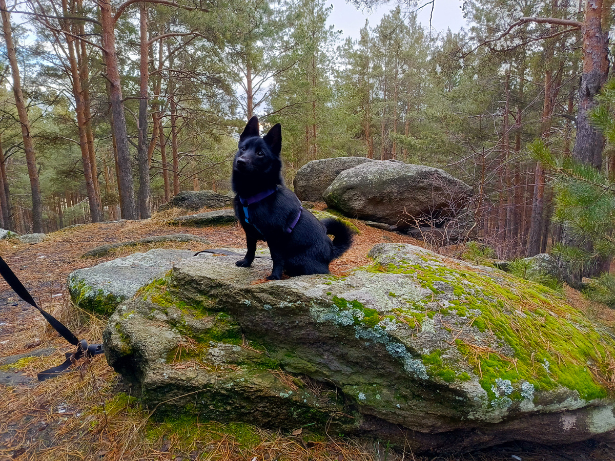 Вермут, делает вид что уже умный