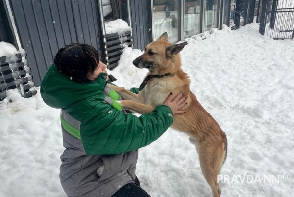 Дай лапу, друг! Один день из жизни волонтера приюта для животных  📷
