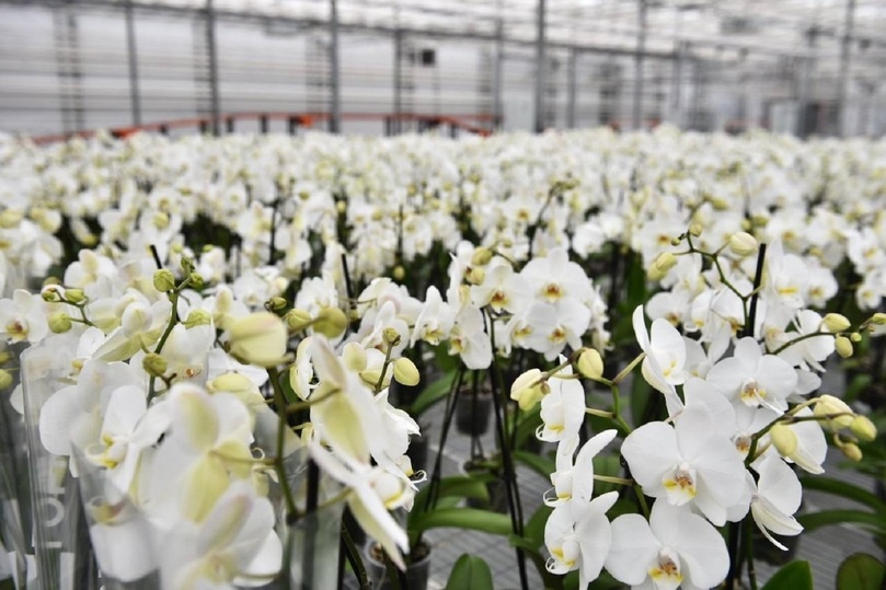    Фото: пресс-служба, источник: ПРАВИТЕЛЬСТВО ЯРОСЛАВСКОЙ ОБЛАСТИ