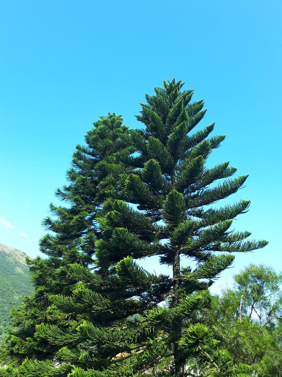 Оказывается интересное дерево, которое меня так удивило, это араукария. Дальний родственник других хвойных и сосновых.