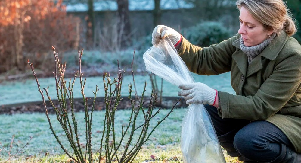 Проверьте укрытие роз в марте: защита от выпревания и весенние заботы