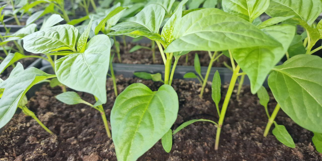 Любимое удобрение перца! 3 подкормки и вы свою рассаду не узнаете!