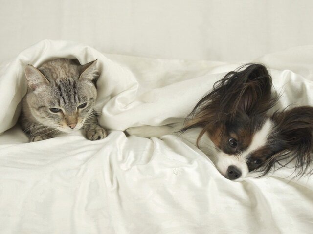    Фото: 123RF.соm/yykkaa