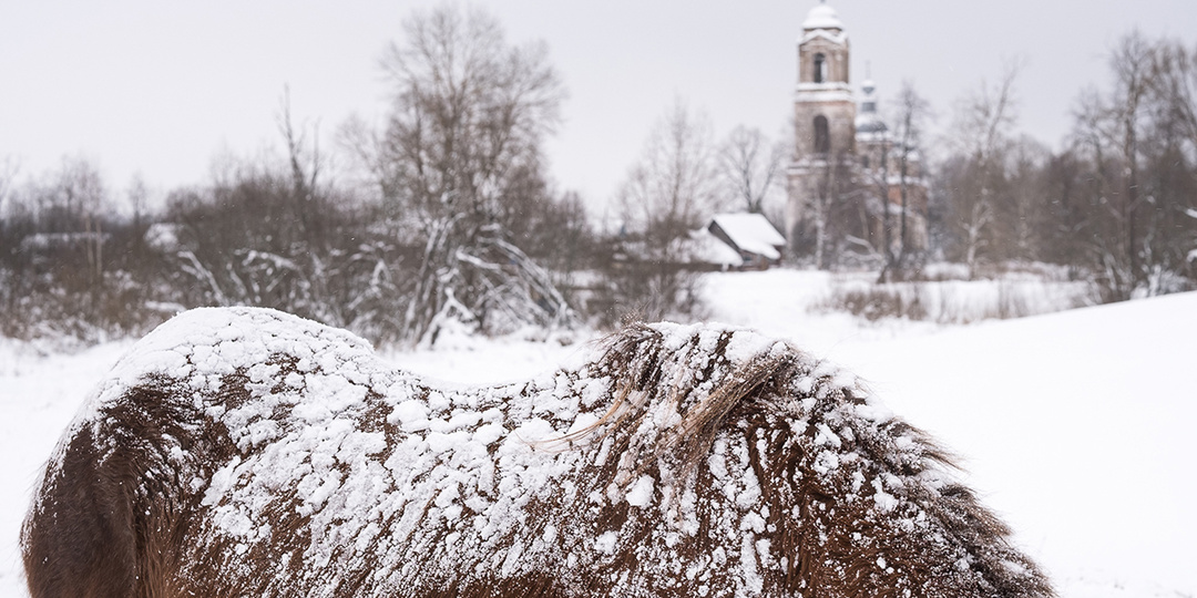 Без хлыста и железа: фотоистория о хозяйке конного подворья, которая в одиночку выхаживает и обучает спасенных животных