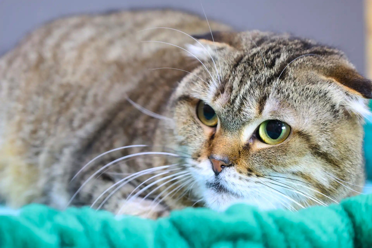 Это генетическое заболевание, при котором кости и хрящи животного развиваются неправильно, причиняя питомцу постоянную боль.