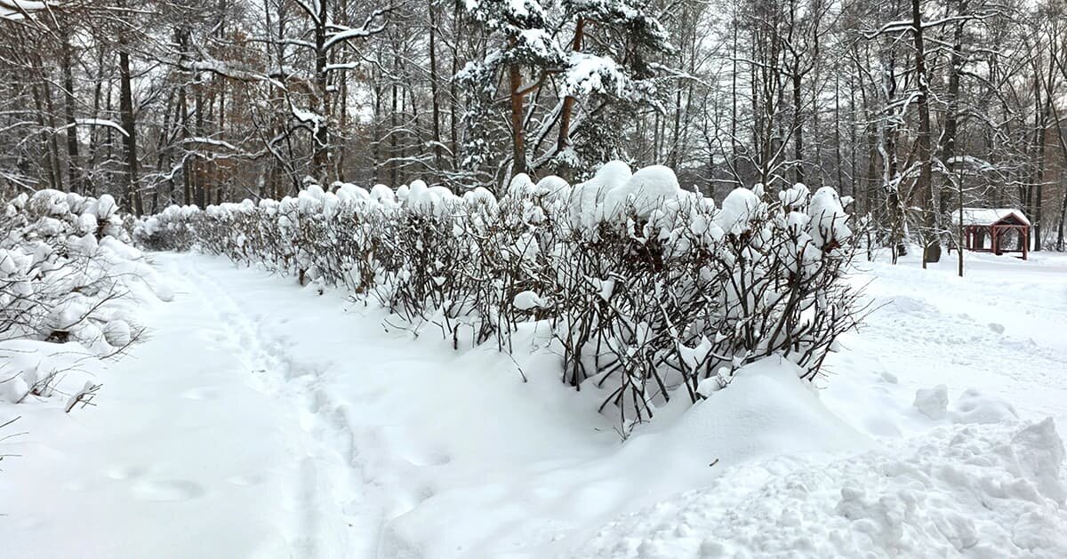 Парк Кузьминки, Москва. Дата съёмки: 11.01.2024
