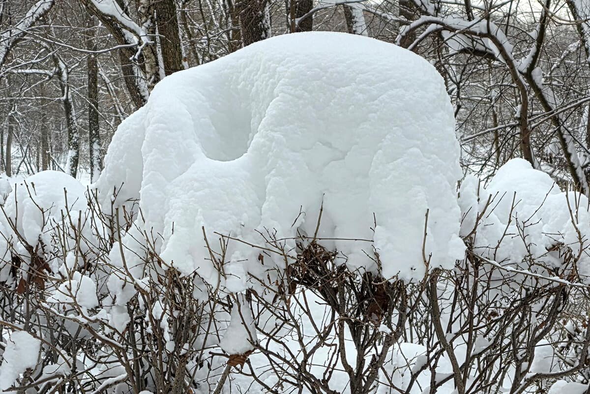 Парк Кузьминки, Москва. Дата съёмки: 14.01.2026
