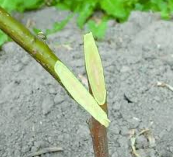 Копулировка: как привить плодовые деревья даже новичку