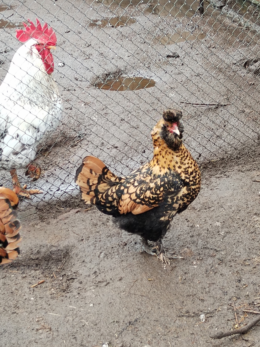 Павловская золотистая порода кур. 