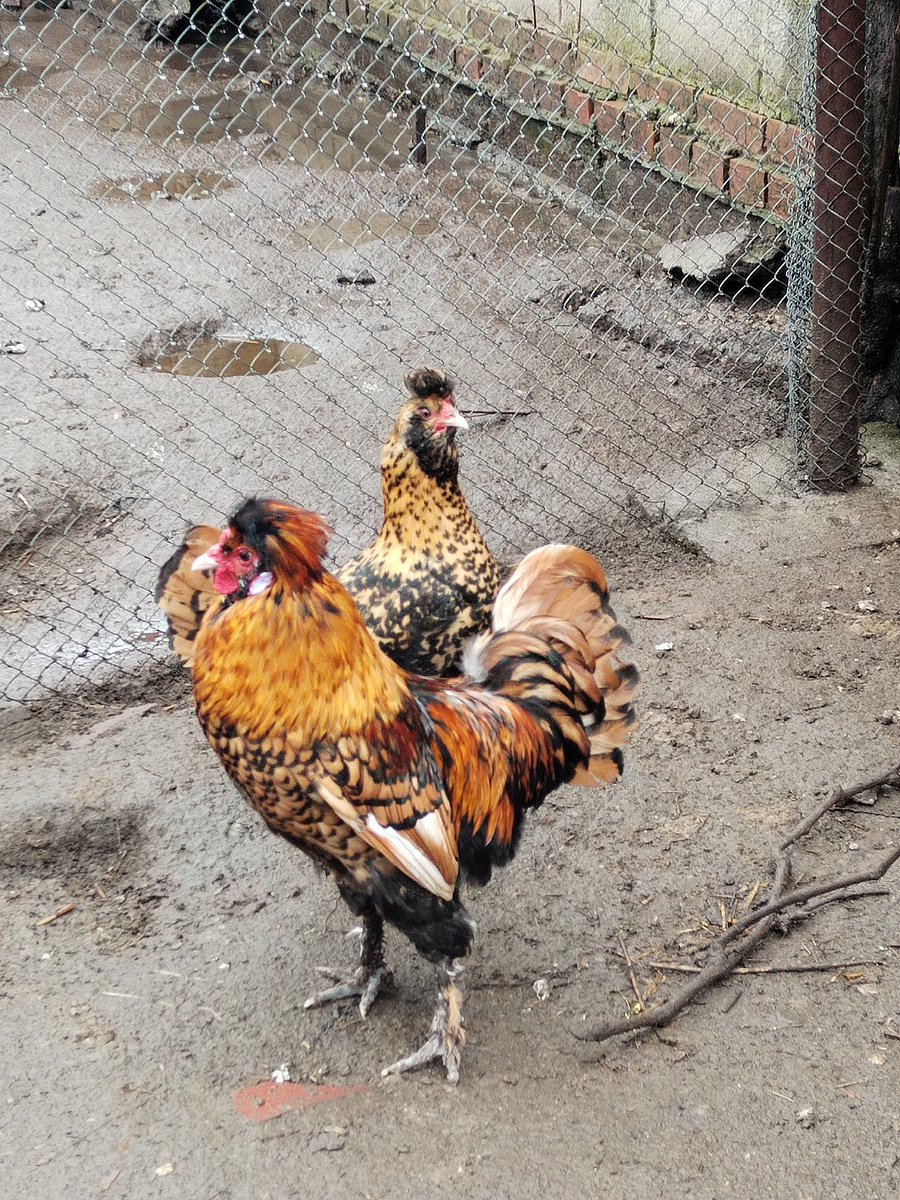 Этот петушок брак и он пойдёт на бульон, но у меня есть хороший племенной петух соответствующий стандартам.  Идёт дождь и он голову не расправляет. 