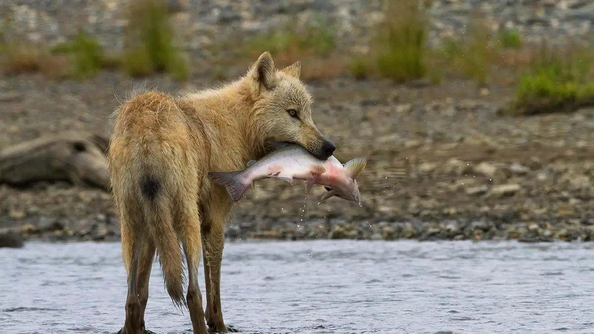 Да, на рыбу они тоже охотятся. И рыбачат вполне неплохо!