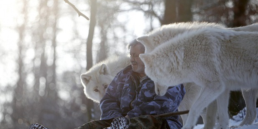 Как нападают волки? Их тактики против мыши, лисы, оленя, лося, бизона, человека