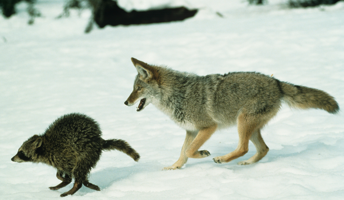 — Стой, енот! Дай спрошу кое-что! — Да я вроде и не знаю ничего...