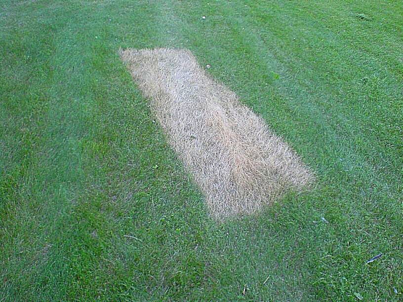 Загадка на траве