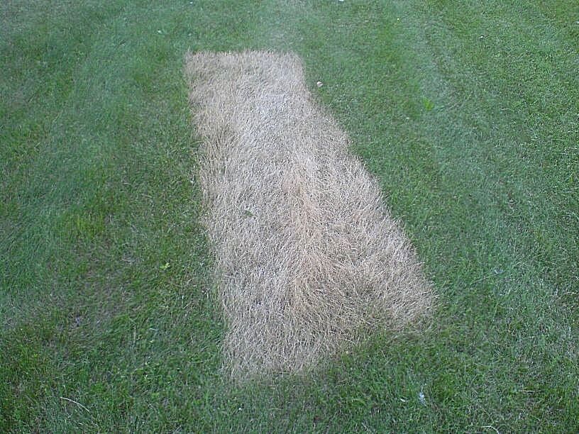 Загадка на траве