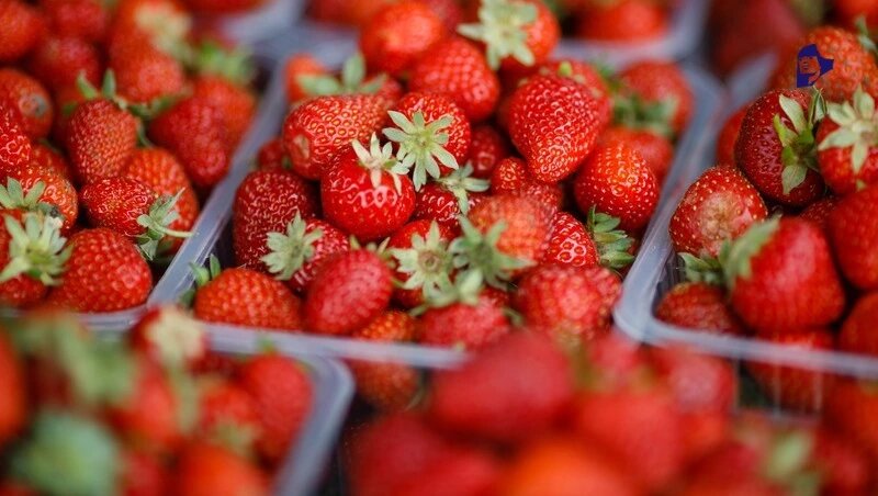      Фото: Дмитрий Ахмадуллин / / ИА «Победа26»