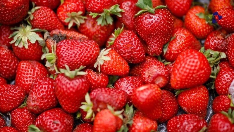    На Ставрополье благодаря господдержке развивают ягодоводство Фото: Дмитрий Ахмадуллин / / ИА «Победа26»