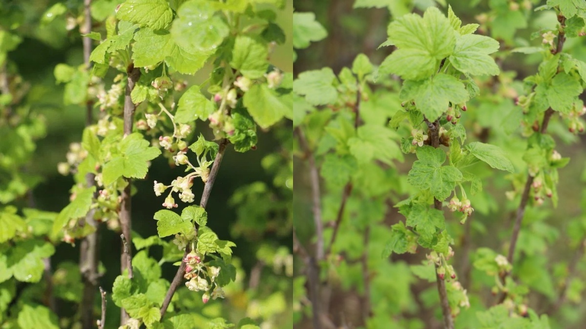 На этой стадии мочевину уже нельзя использовать — только бордоскую жидкость или биопрепараты
