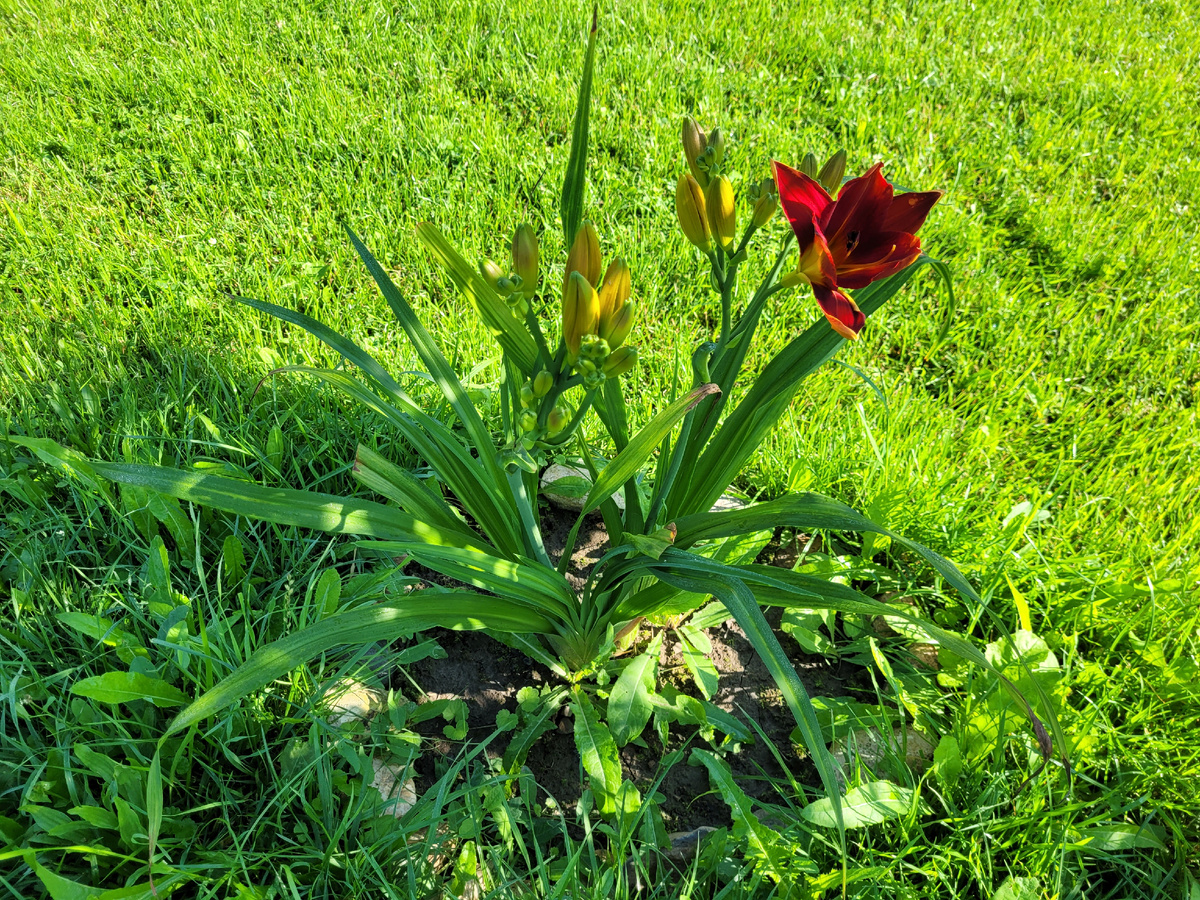 Начало цветения 25 июля 2025г.