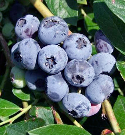 Почему кусты голубики не растут