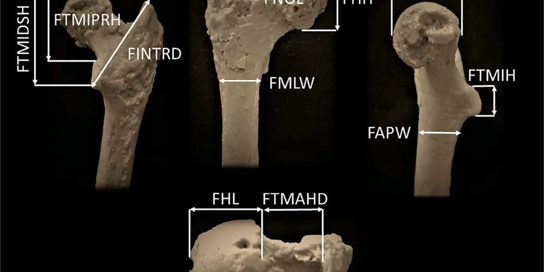 Найденная в Болгарии бедренная кость сдвинула начало прямохождения на миллион лет назад