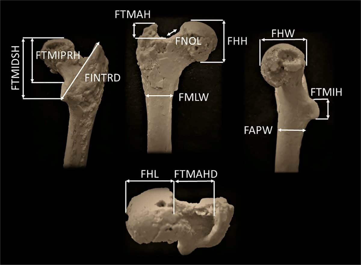    Измерения проксимальных отделов бедренных костей ископаемых и современных образцов / © Palaeobiodiversity and Palaeoenvironments