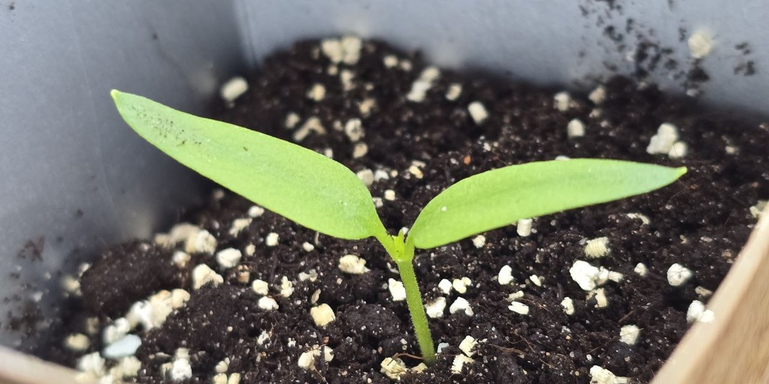 Выращиваю сладкий перец из семян покупного перца
