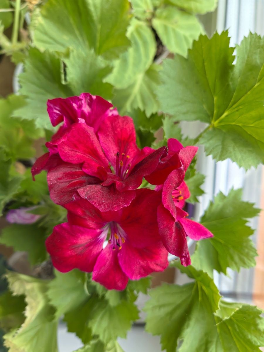 Этой "королеве" повезло: всю зиму она простояла возле светлого и холодного окна