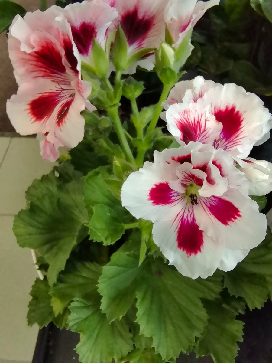 Королевская пеларгония