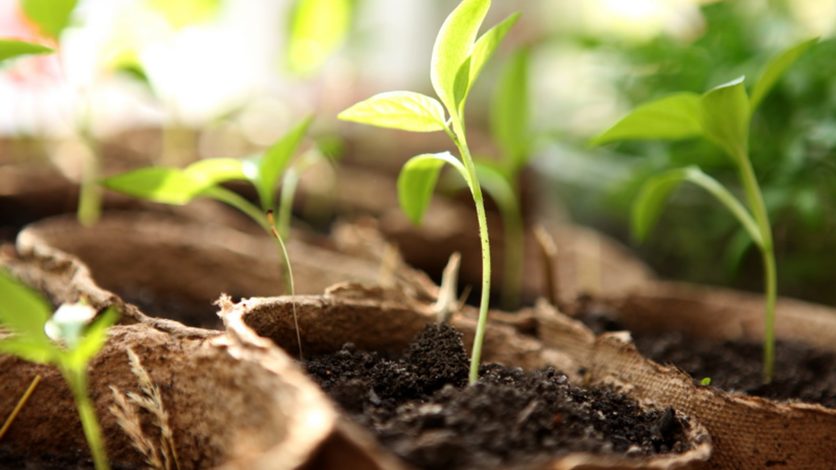 Так выглядела моя рассада до закаливания — переростки высотой 45-50 см с тонкими стеблями