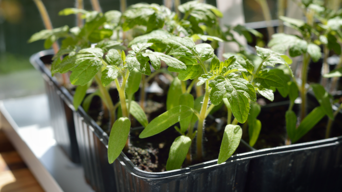 Слежу за температурой каждый вечер — ночной минимум не ниже +8 градусов