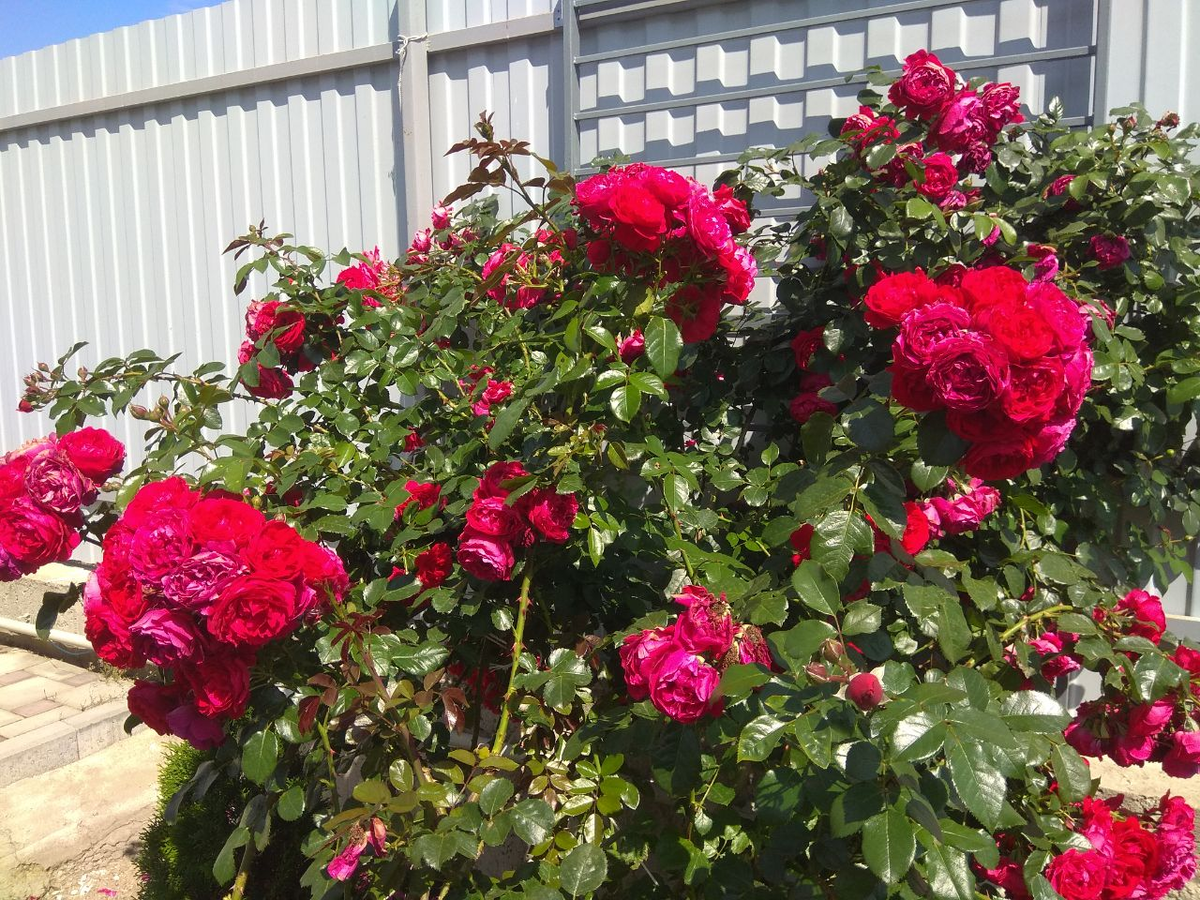 Роза Флорентина.