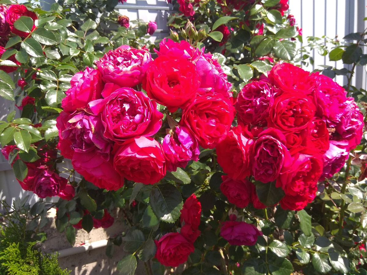 Роза Флорентина.