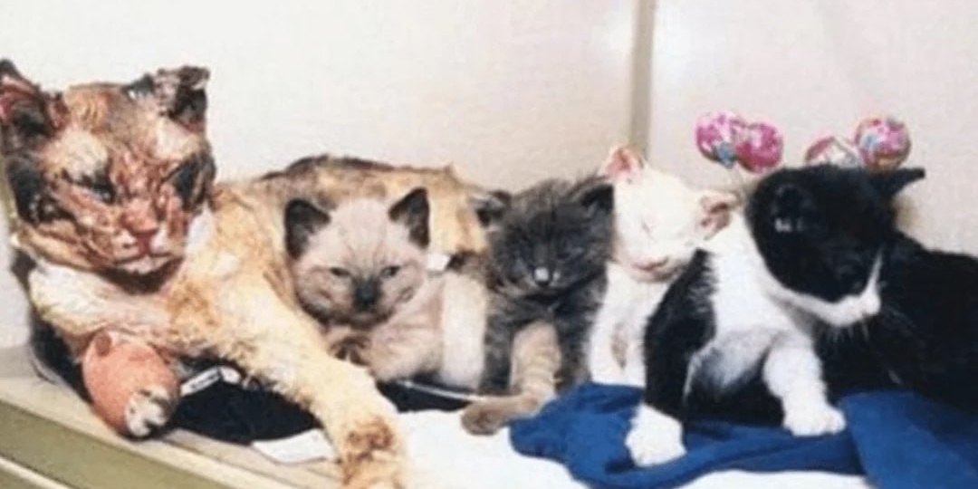 Она спасла своих котят из огня