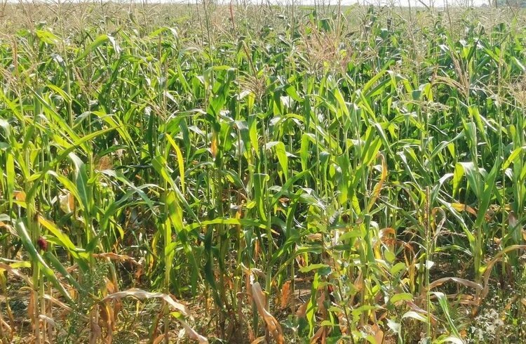    Фото: Лукьянов Дмитрий, AgroXXI.ru