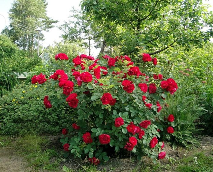 Фото в свободном доступе