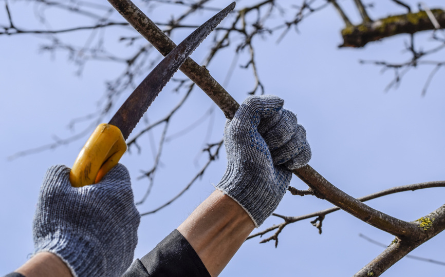 Основы зимней обрезки: сроки, цели и виды. Часть 1