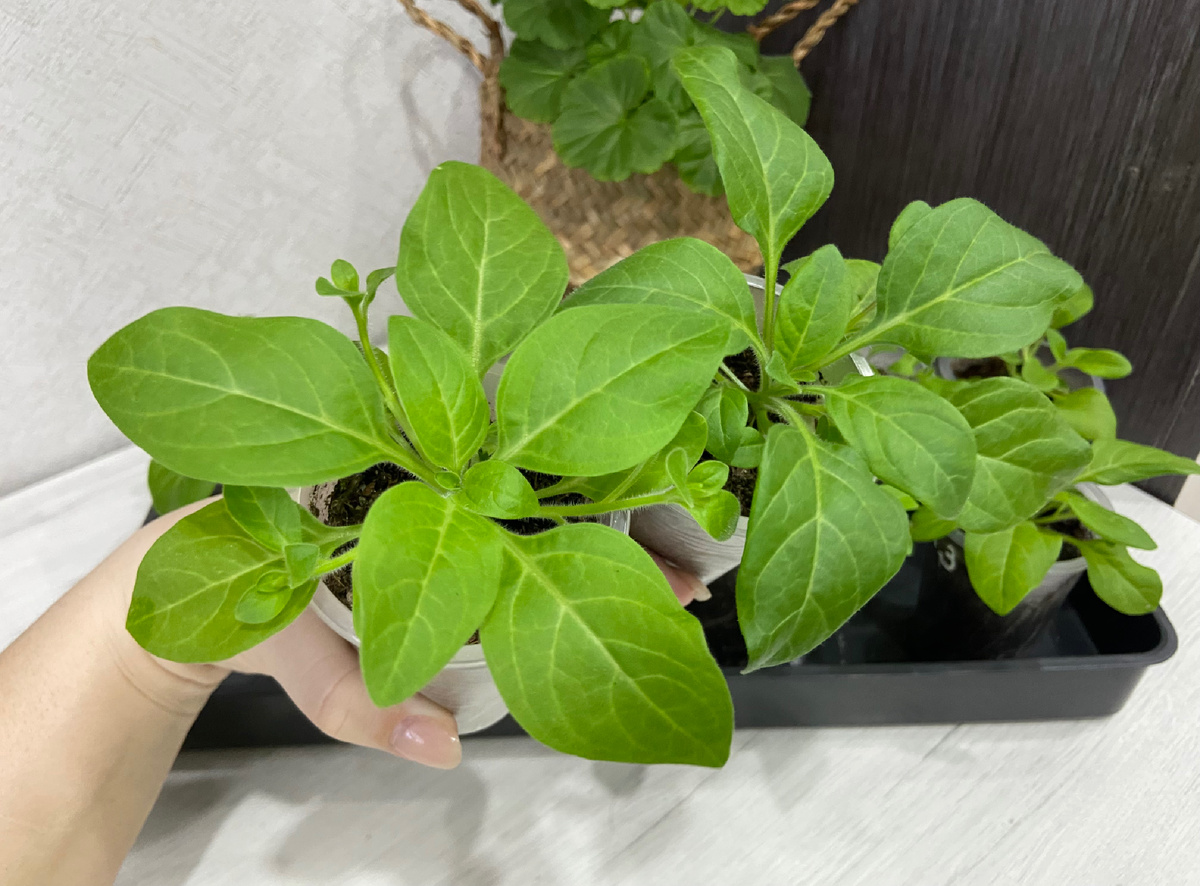 6 марта 2026 г. стакан 200 мл.