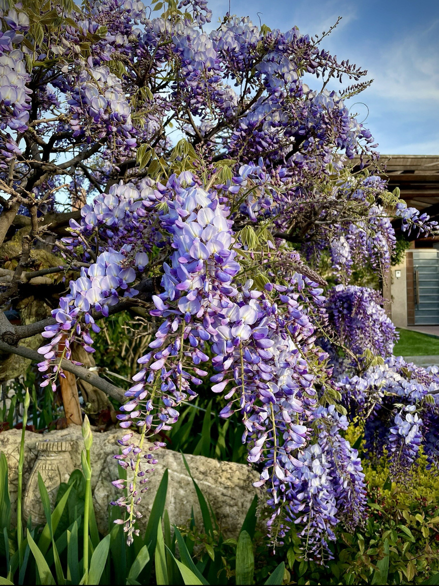 Поздравительная красота родом из Анапы. Глициния цветет ранней весной, заканчивая свое цветение в мое, необыкновенный запах и вид